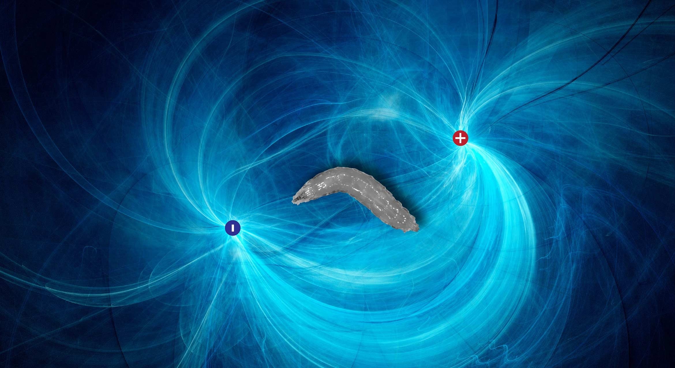 A fruit fly larva with imagined electric field lines in the background.
